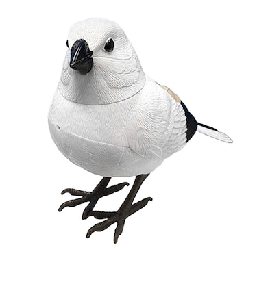 ティーケーエスケー（TKSK）　日本の野鳥　music　bird　シマエナガ
