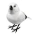 ティーケーエスケー（TKSK）　日本の野鳥　music　bird　シマエナガ