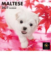 【2027年版・壁掛】　ピクトワン（PICTWAN）　マルチーズ　S判　S041