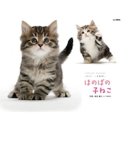 【2027年版・壁掛】　山と溪谷社　ほのぼの子ねこ　863560