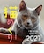 【2027年版・日めくり】　ONDORI　猫めくり