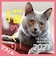 【2027年版・日めくり】　ONDORI　猫めくりリフィル