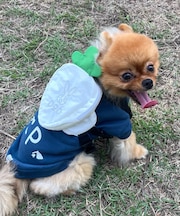 【DOD】【ドッググッズ】ニンジンフォーザドッグ