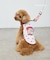 【KIDS】【TOY STORY】ストレッチメッシュDOGウェア