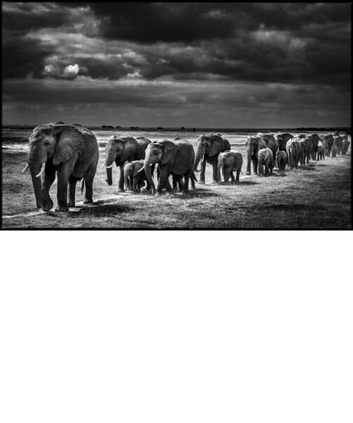 CROSSING THE PLAIN I ARTSHOT 