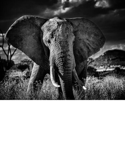 ELEPHANT CURIEUX II  ARTSHOT