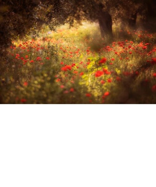 HOW GENTLE IS THE LIGHT 1  ARTSHOT 