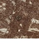 126R1061800　H Hula surfer Aloha Shirt　BROWN　707280-0002