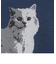 猫ジャガードニットプルオーバー