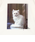 フレンチスリーブ猫Tシャツ