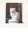 フレンチスリーブ猫Tシャツ