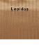 ＜Lepidos＞ベロア ラッシュガード