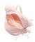 Ribbon Daypack
