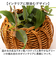 【当商品送料無料】光触媒 フェイクグリーン 通販 観葉植物 人工観葉植物 ハンギング 吊り下げ ハンギングバスケット インテリアグリーン