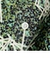 Open Collar Jacquard Mapping Print