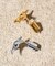 SOAC Star Fish Pierce