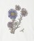 NYBG PRINTED TSH