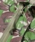 CAMOUFLAGE JACKET