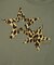 LEOPARD STAR L/S BABY TEE