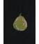 "Polkas and Pear" ソックス