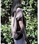 Healthknit(ヘルスニット)【レディース】スピンドルスリーブＴシャツ