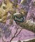 REALTREE CROMER SHORT