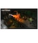 オーイズミアミュージオ　PS5ゲームソフト ウォーハンマー：Chaosbane Slayer Edition ｳｵｰﾊﾝﾏｰｹｲｵｽﾍﾟｲﾝSLE<br>★こちらの商品は人気商品のため、色違い・仕様違い等含め「一家族１台限り」でのご協力をお願いしております。
