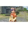 日本ファルコム　PS4ゲームソフト 英雄伝説 黎の軌跡 通常版 ｸﾛﾉｷｾｷﾂｳｼﾞｮｳ<br>★こちらの商品は人気商品のため、色違い・仕様違い等含め「一家族１台限り」でのご協力をお願いしております。