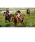 コーエーテクモゲームス　Switchゲームソフト Winning Post 10 2026 WP102026<br>★こちらの商品は人気商品のため、色違い・仕様違い等含め「一家族１台限り」でのご協力をお願いしております。