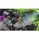 マスティフ　Switchゲームソフト エルドラドRクリーチャーズ・シャドウフォール HAC-P-BJFTD<br>★こちらの商品は人気商品のため、色違い・仕様違い等含め「一家族１台限り」でのご協力をお願いしております。