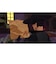 3GOO　Switchゲームソフト ZORRO THE CHRONICLES 3goo<br>★こちらの商品は人気商品のため、色違い・仕様違い等含め「一家族１台限り」でのご協力をお願いしております。
