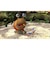 任天堂　Switchゲームソフト ピクミン3 デラックス ﾋﾟｸﾐﾝ3ﾃﾞﾗｯｸｽ<br>★こちらの商品は人気商品のため、色違い・仕様違い等含め「一家族１台限り」でのご協力をお願いしております。