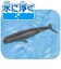 タカラトミー　アニア AL-34 マッコウクジラ(水に浮くVer.)ｱﾆｱAL34ﾏｯｺｳｸｼﾞﾗ