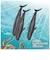 タカラトミー　アニア AL-34 マッコウクジラ(水に浮くVer.)ｱﾆｱAL34ﾏｯｺｳｸｼﾞﾗ