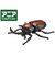 タカラトミー　アニア AS-37 カブトムシ AS37ｶﾌﾞﾄﾑｼ