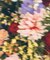 【DILIGENCE PARLOUR】VIS別注モデルフラワーロゴスウェット【セットアップ対応】