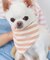 【DOG】バンダナ スカーフ