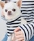 【DOG】バンダナ スカーフ