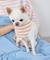 【DOG】バンダナ スカーフ
