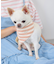 【DOG】バンダナ スカーフ