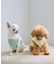 【DOG】パイピングタンクトップ