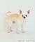 【DOG】【接触冷感】リボン付きキャミワンピース