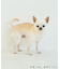 【DOG】【接触冷感】リボン付きキャミワンピース