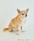 【DOG】【接触冷感】リボン付きキャミワンピース