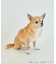 【DOG】【接触冷感】リボン付きキャミワンピース
