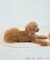 【DOG】【接触冷感】リボン付きキャミワンピース