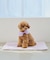 【DOG】ひんやりマット