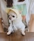 【DOG】【comif(コミフ)×ROPE' PICNIC】シャイニーキャップ/リンクコーデ