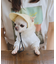 【DOG】【comif(コミフ)×ROPE' PICNIC】シャイニーキャップ/リンクコーデ