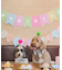 【DOG】【comif(コミフ)×ROPE' PICNIC】バースデーセット